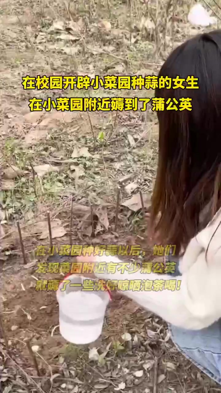 在学校开辟小菜园种蒜的女生又在菜园附近薅到了蒲公英(黄花苗)!