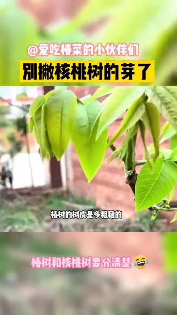椿树是莽嘟嘟的,核桃树是嫩笋条的;椿树的树皮是粗糙的,核桃树是细刷的。爱吃椿菜的小伙伴们要