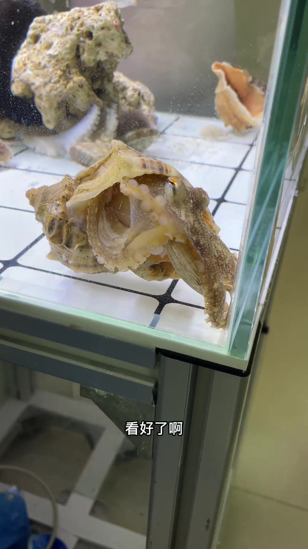 章鱼包包成功掰开黄蛤进食 海缸日记 章鱼