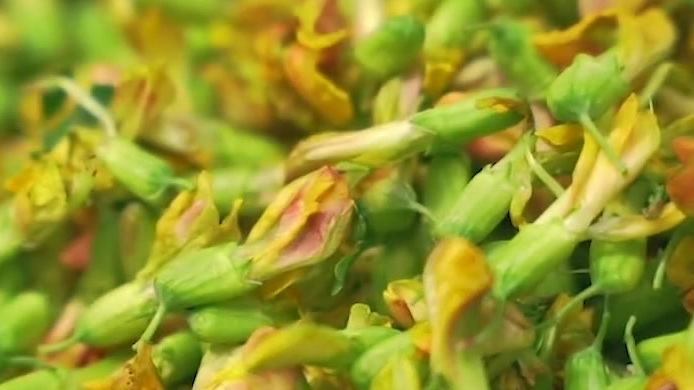 #春天到昆明来吃花#【 #云南的春天有多野# 野花野菜怎么吃?】月合花、金雀花、槐花、茉莉