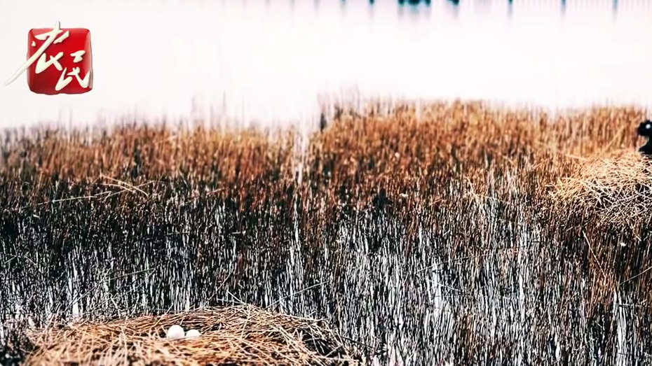 【#零距离围观黑天鹅夫妻的爱情#】近日,河北沧州南大港,摄影记者零距离围观了一对黑天鹅夫妻