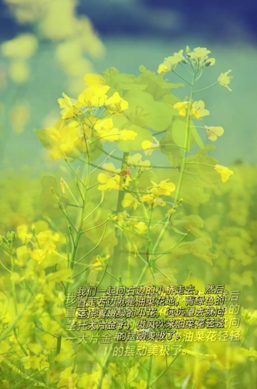 油菜花超美文案!