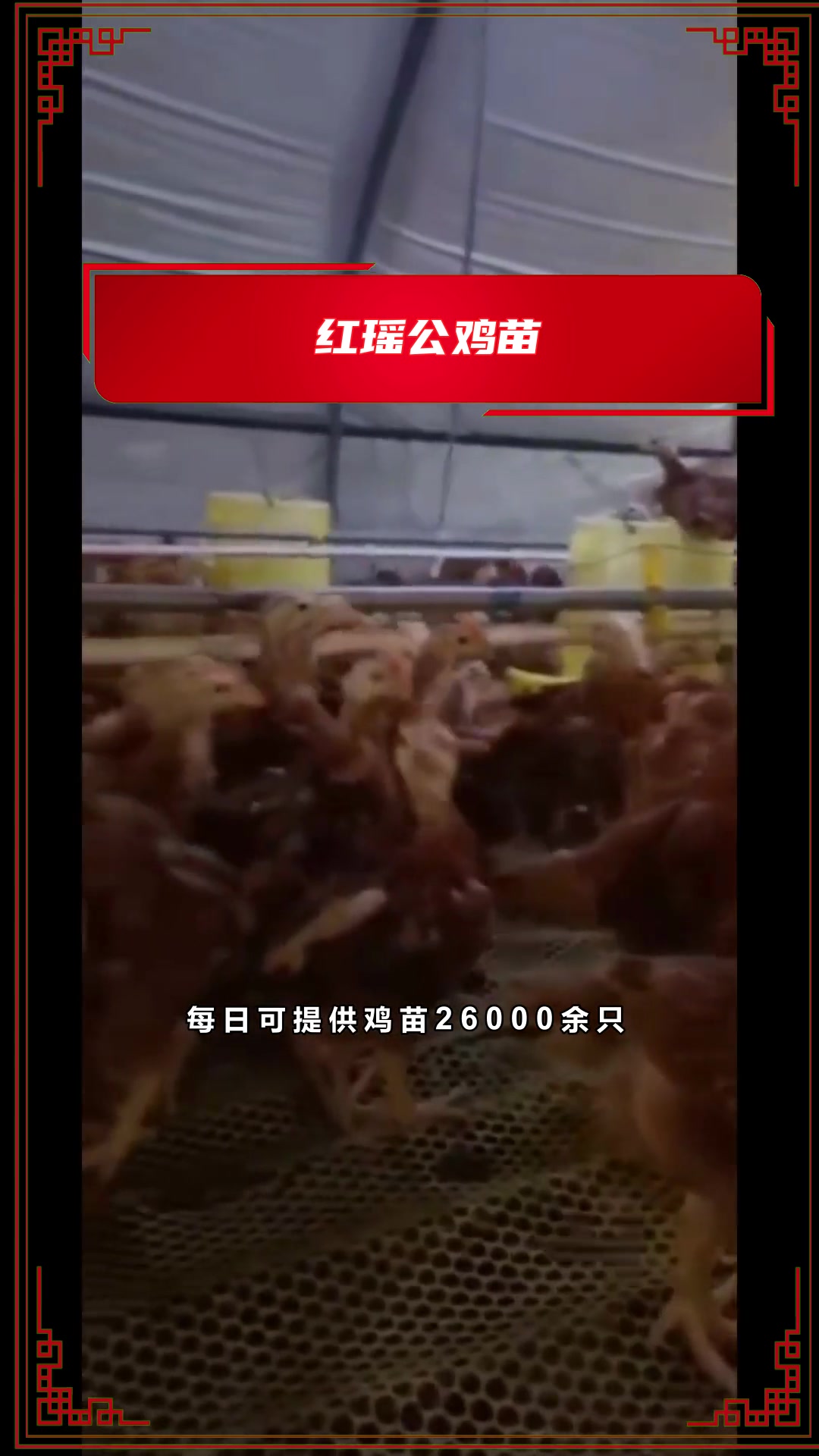 你知道什么样的红鸡苗圈养好?