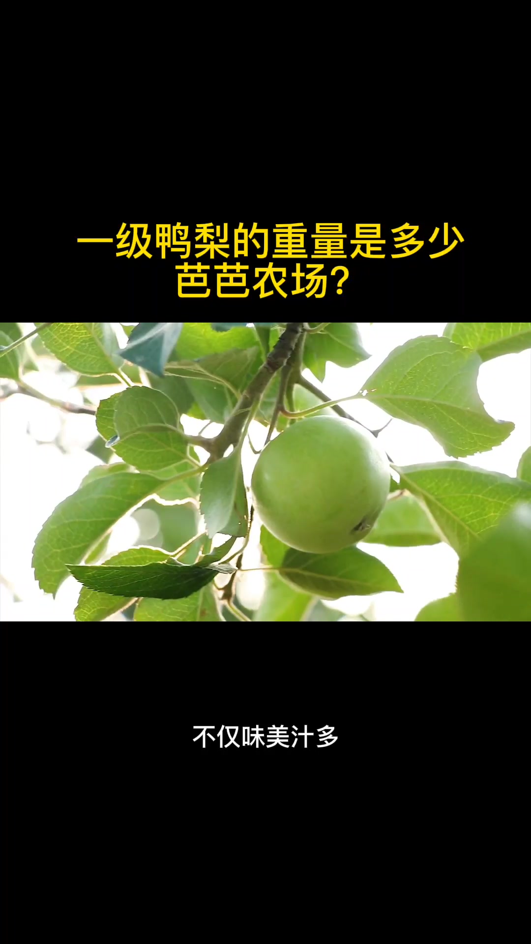 一级鸭梨的重量是多少芭芭农场?