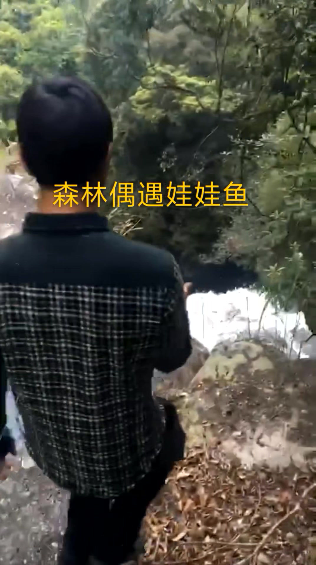 你们有听过娃娃鱼叫声吗