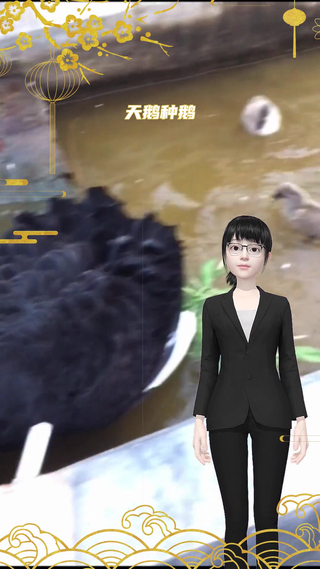 如何选择黑天鹅苗养殖场