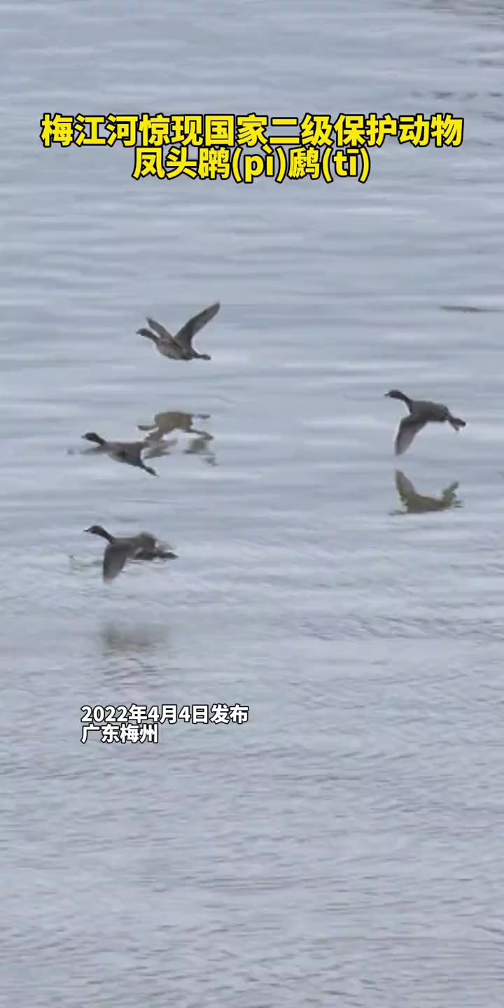 近年来,梅州良好的生态环境吸引着各种珍稀迁徙鸟类纷至沓来,近日,梅江河首次同时出现野生鸟类