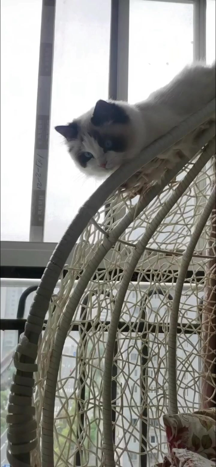 臭宝宝的日常生活