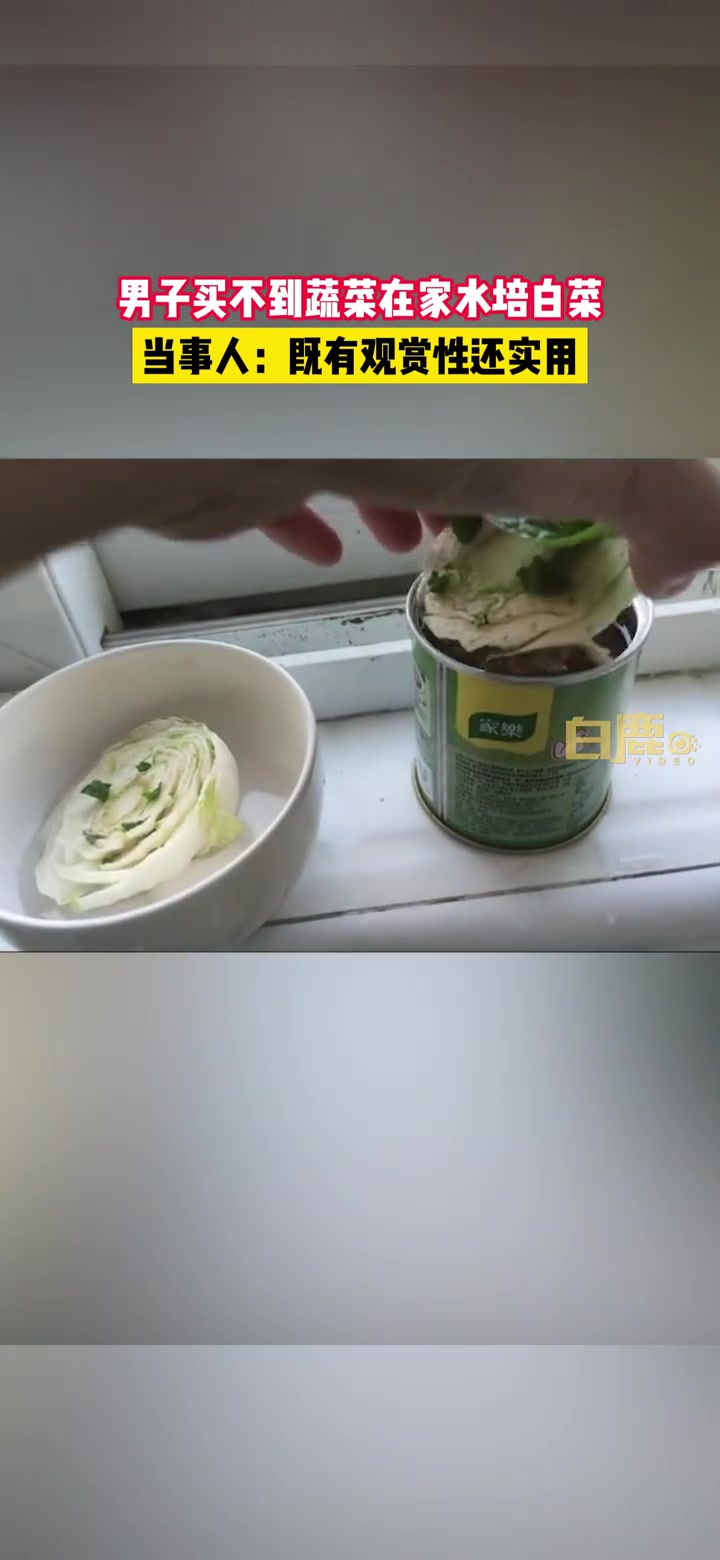 【#上海一男子买不到菜在家水培白菜#,当事人:既有观赏性还实用】4月2日,上海。刘先生在家