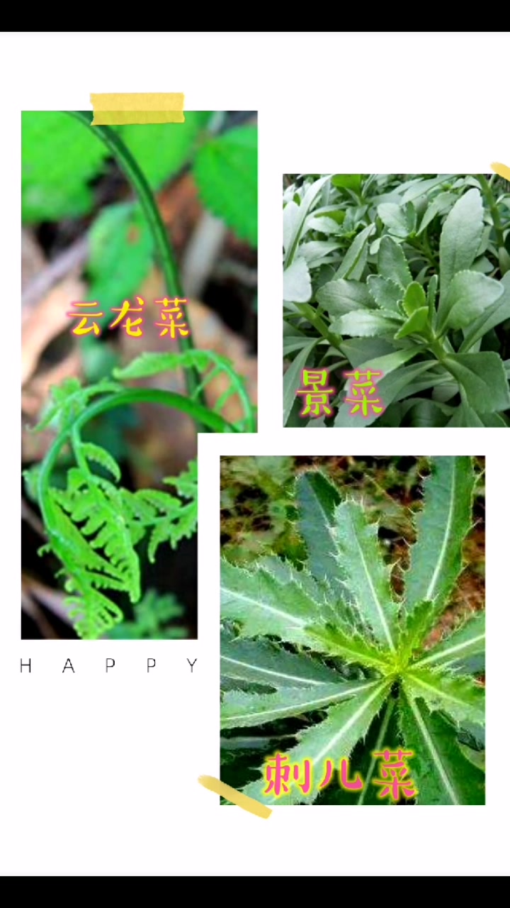 春季食用野菜,看看你吃过几种,又认识几种呢?