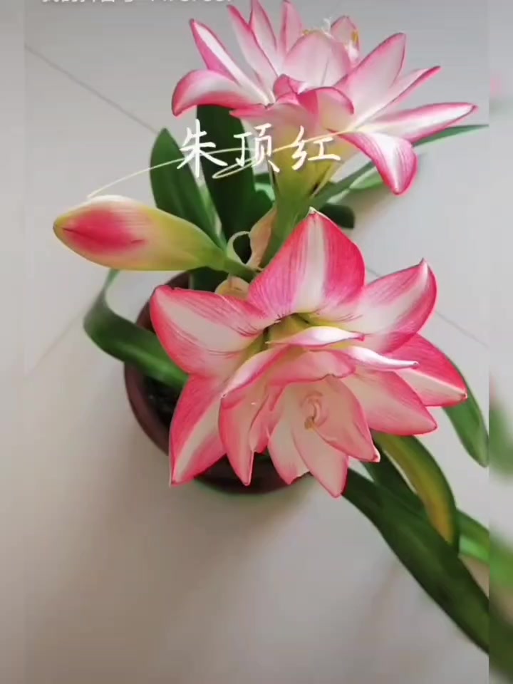 朱顶红又开花了
