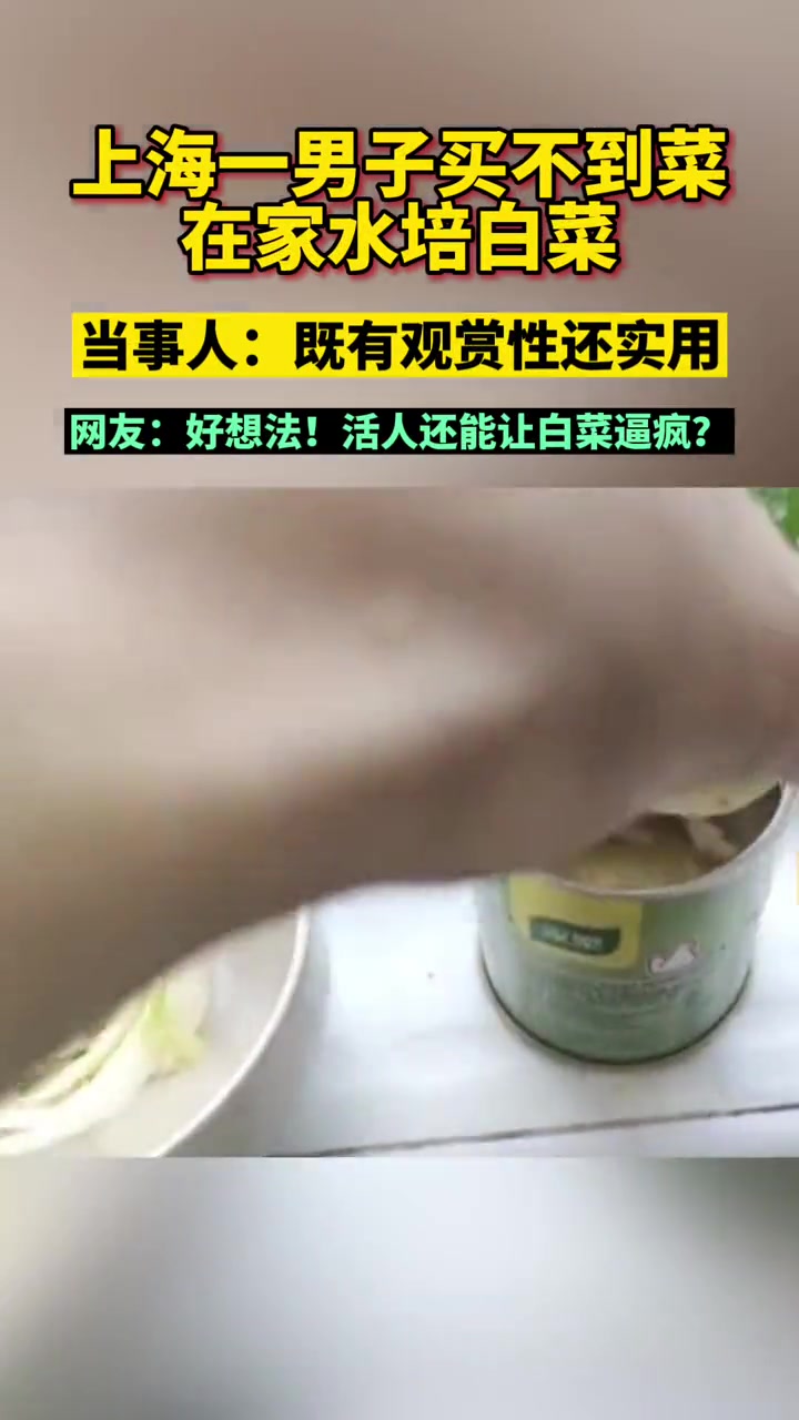 上海一男子买不到菜在家水培白菜 4月2日,上海。刘先生在家因买不到蔬菜便产生了自己用水培养