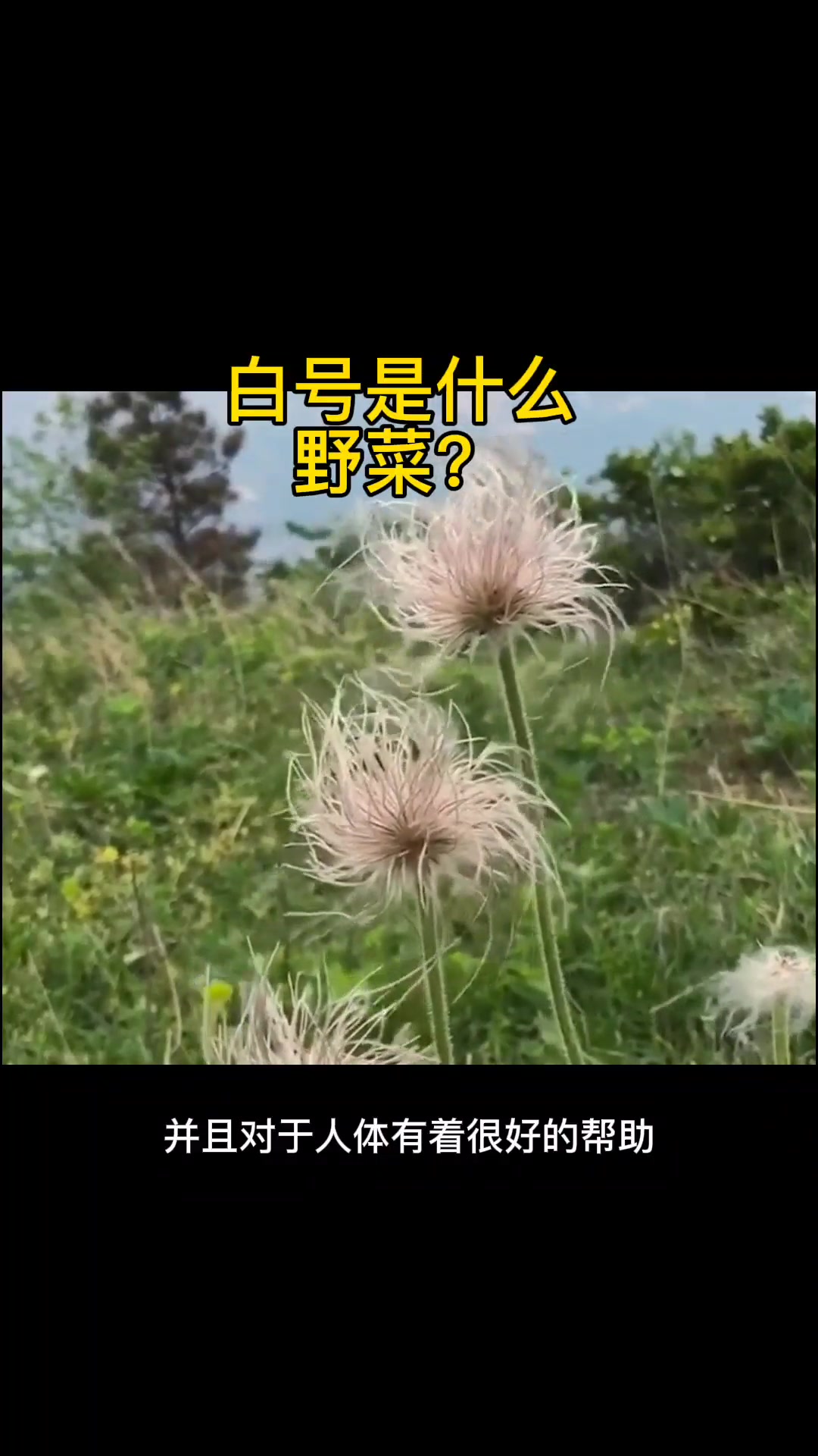 白号是什么野菜?
