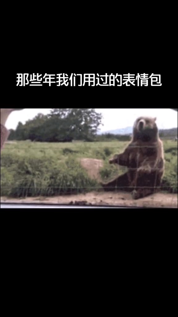 动物迷惑行为表情包。