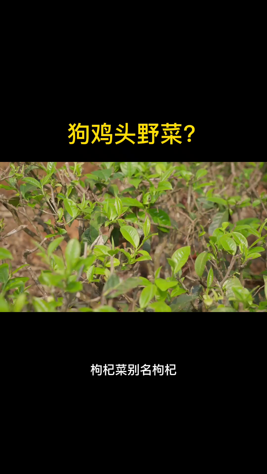 狗鸡头野菜?  