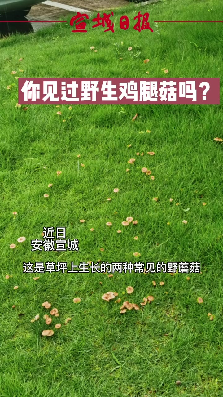 你见过野生鸡腿菇吗?
