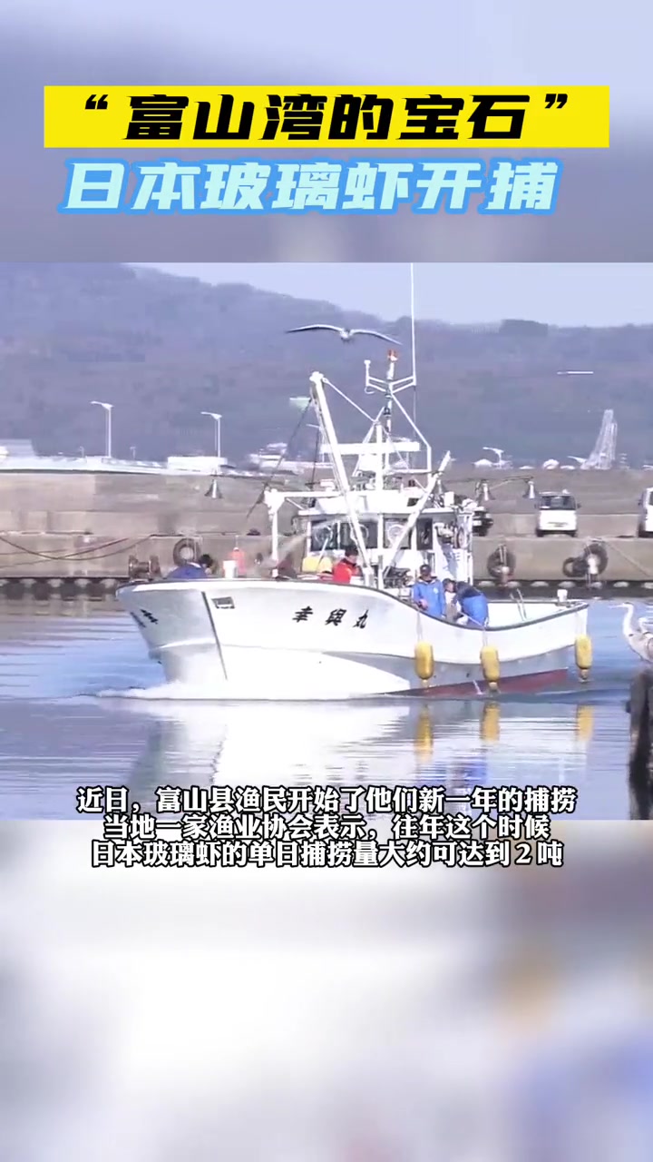 “富山湾的宝石” 日本玻璃虾开捕