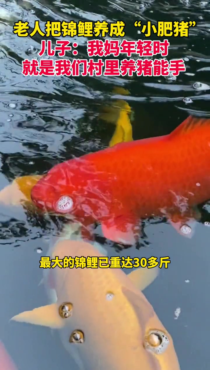 老人把锦鲤养成“小肥猪”