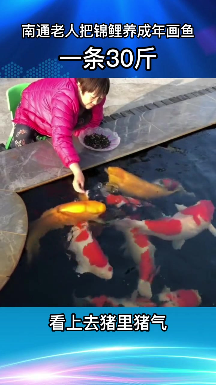 南通老人把锦鲤养成年画鱼,一条30斤,看上去猪里猪气