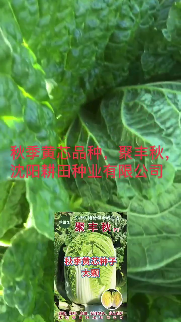 进口黄芯白菜种子～聚丰秋～耕田种业