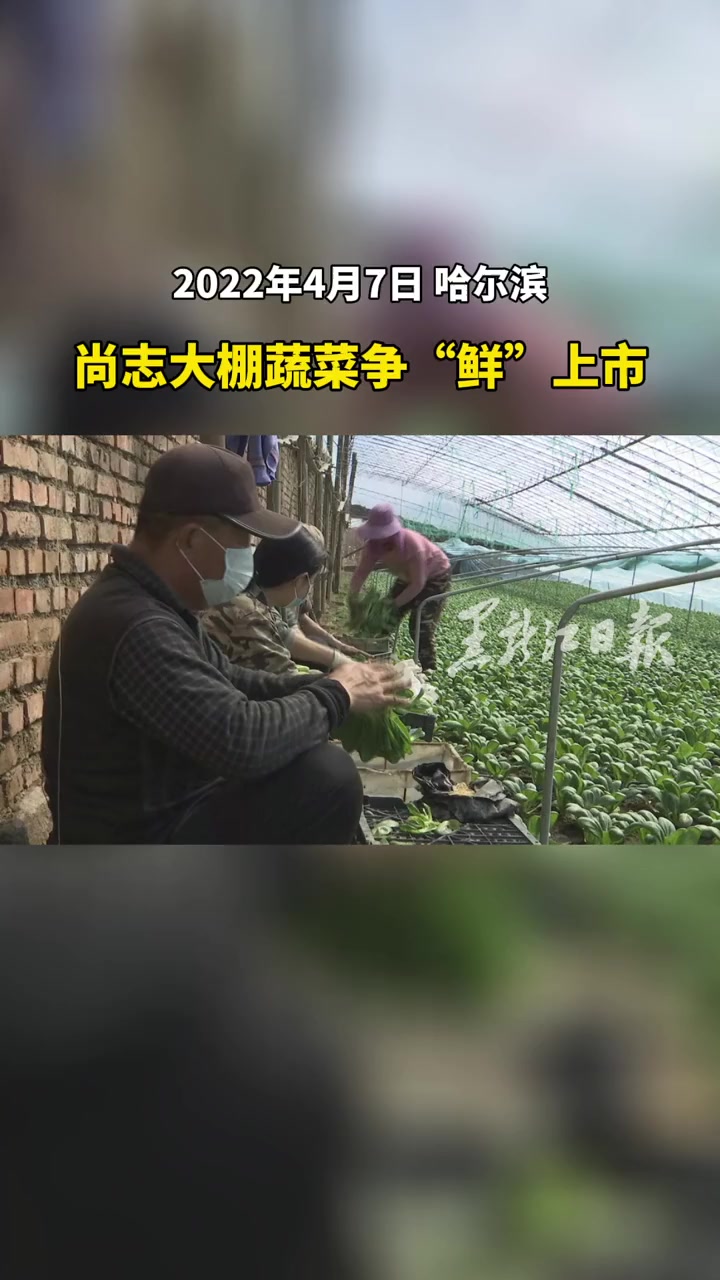 尚志大棚蔬菜争“鲜”上市 春季蔬菜生产有序进行
