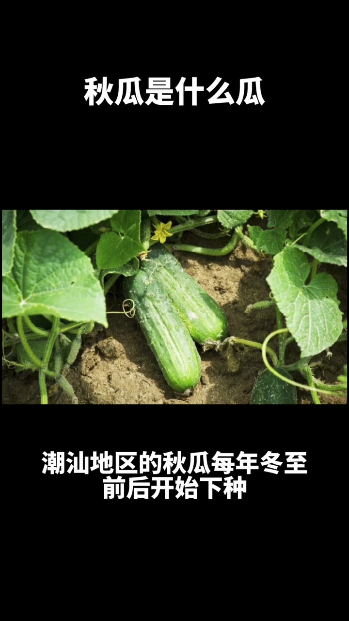 秋瓜是什么瓜  