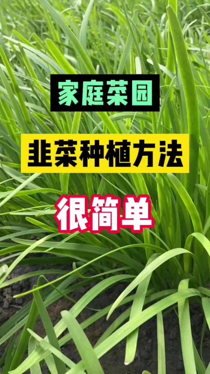 韭菜怎么种植方法视频