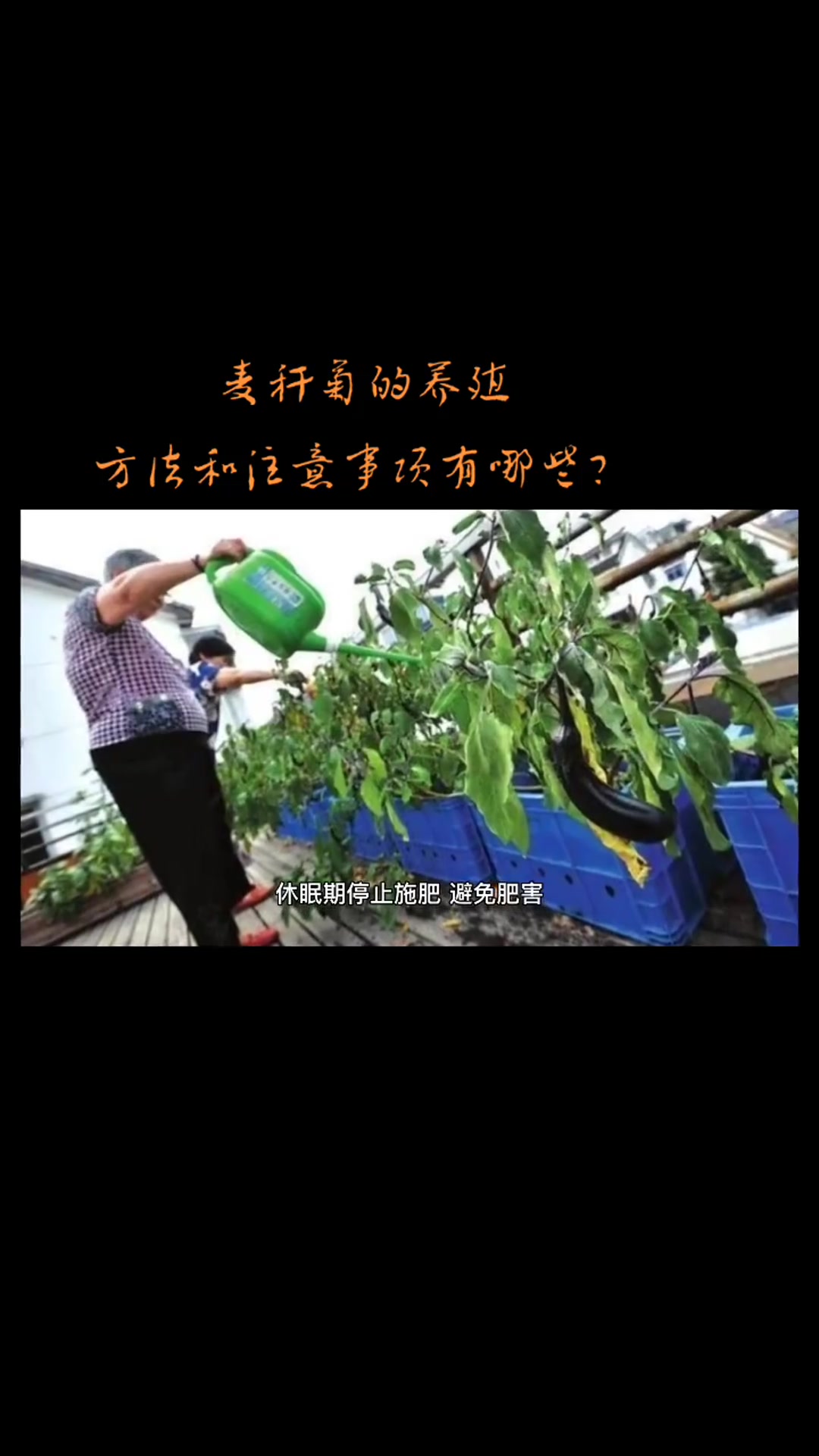 麦秆菊的养殖方法和注意事项有哪些?