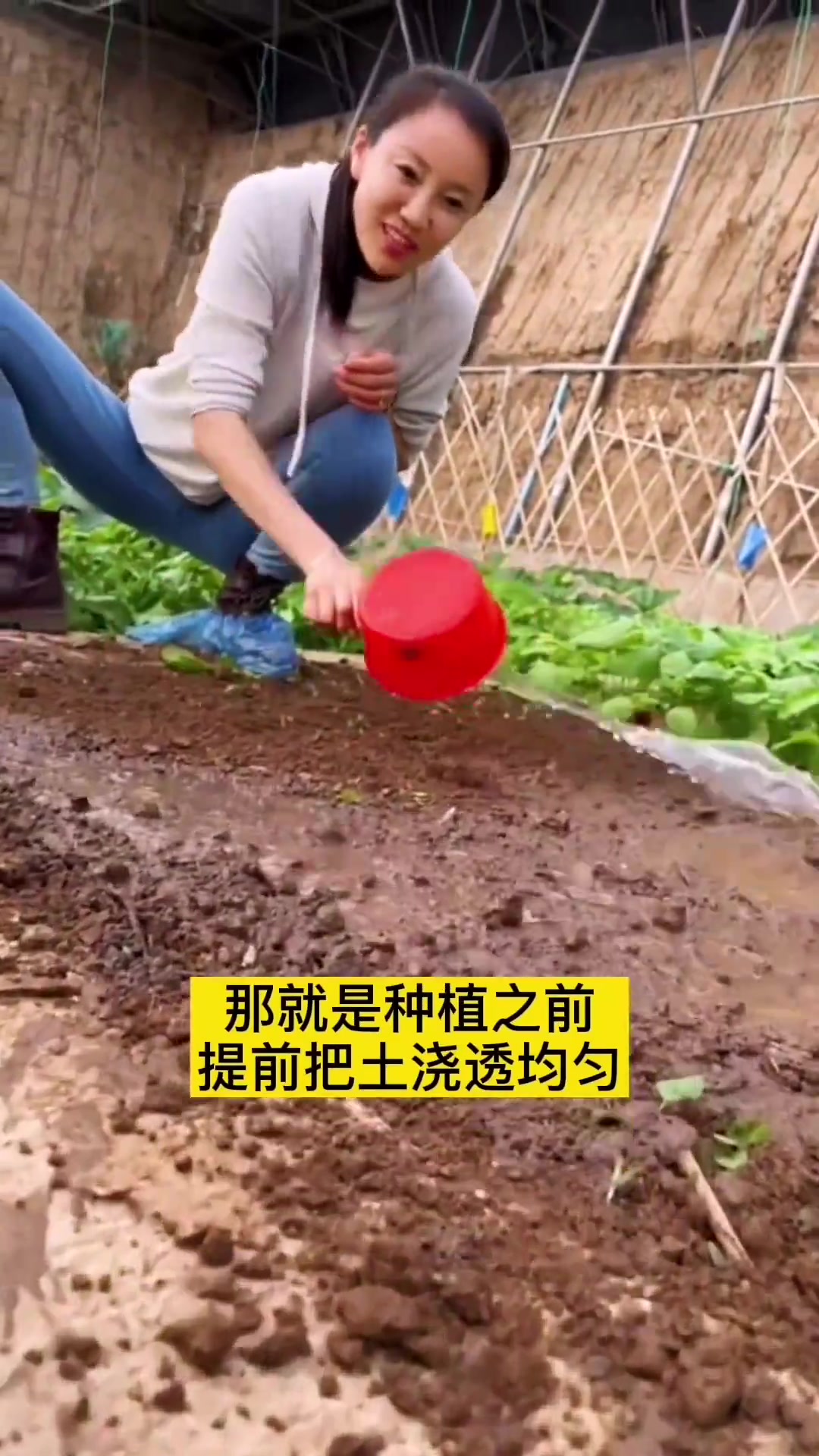 一粒种子出十斤的冰菜,自带咸味