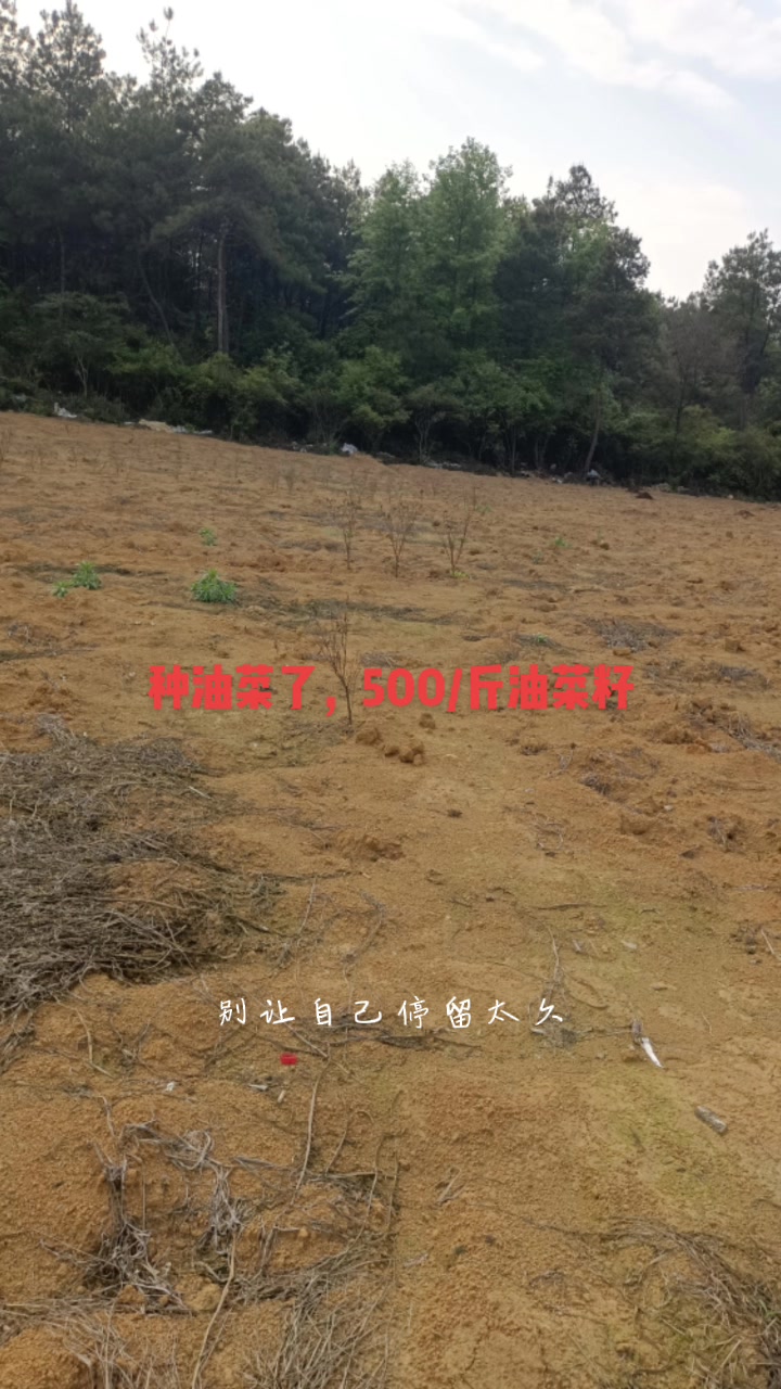 500块钱的种子,好象油菜籽!