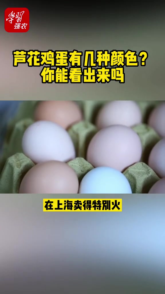 芦花鸡蛋有几种颜色,你看出来了嘛 芦花鸡