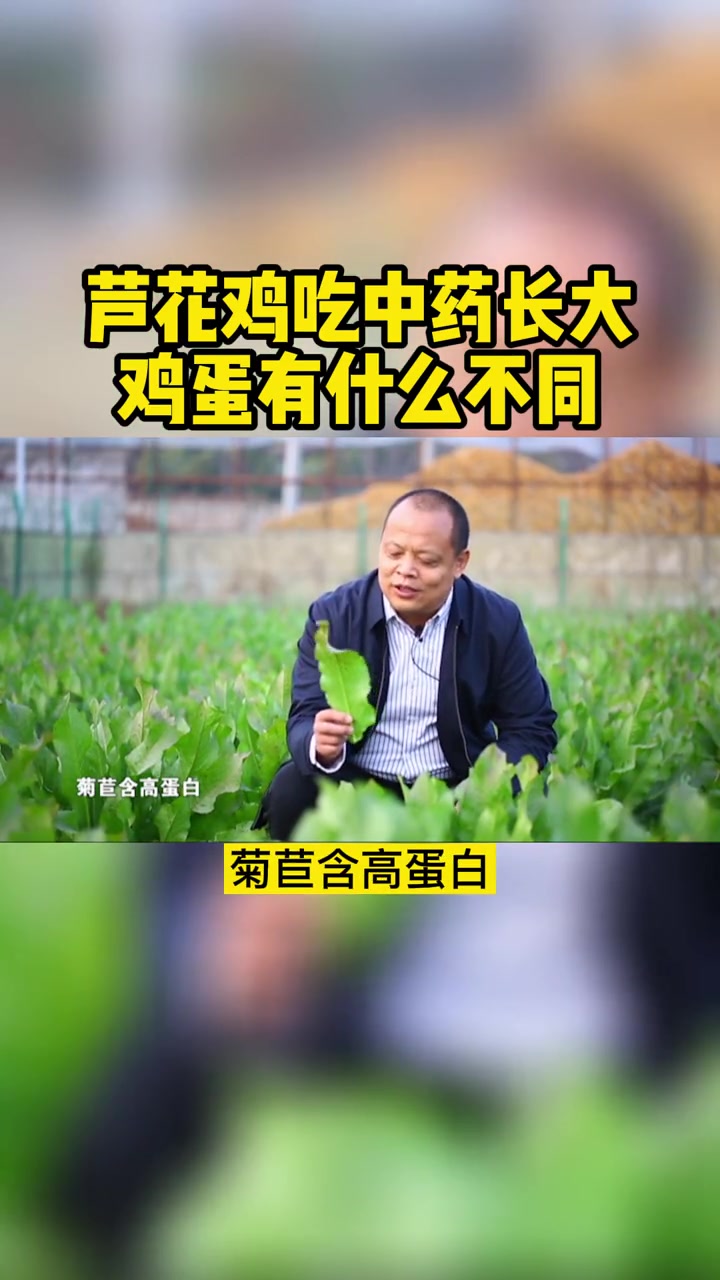 芦花鸡 吃中药长大鸡蛋有什么不同