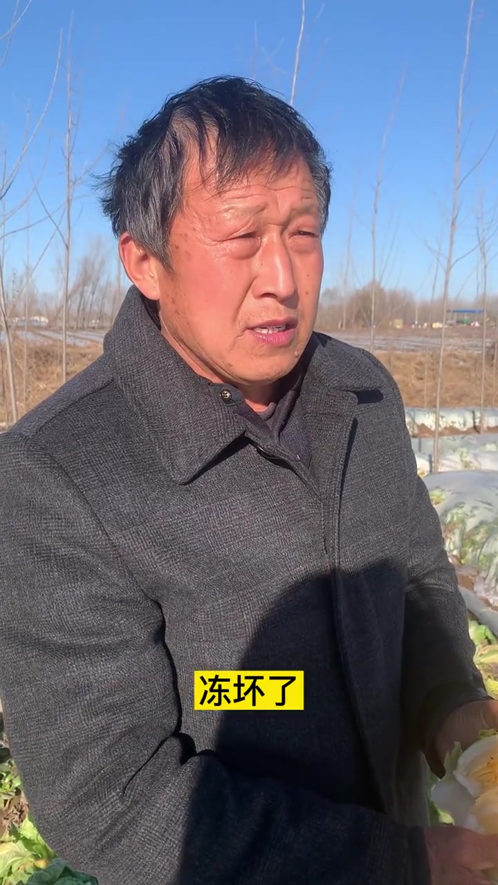颜值黄金白菜,几万斤求带走～～白菜
