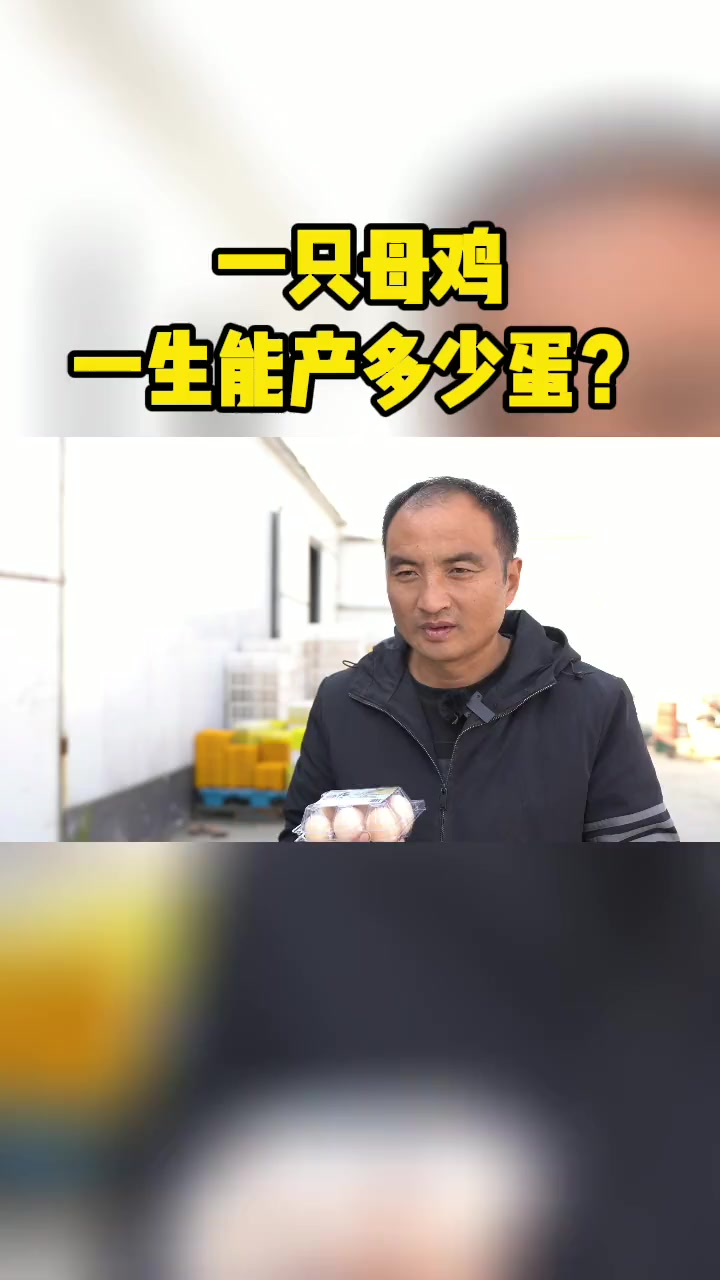 一只母鸡一生能产多少蛋?鸡蛋