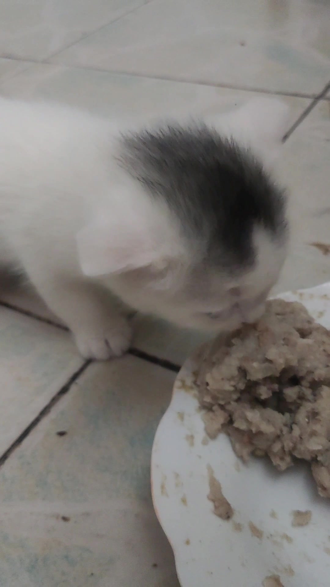 28天的小猫已经会吃东西了,吃的可香了