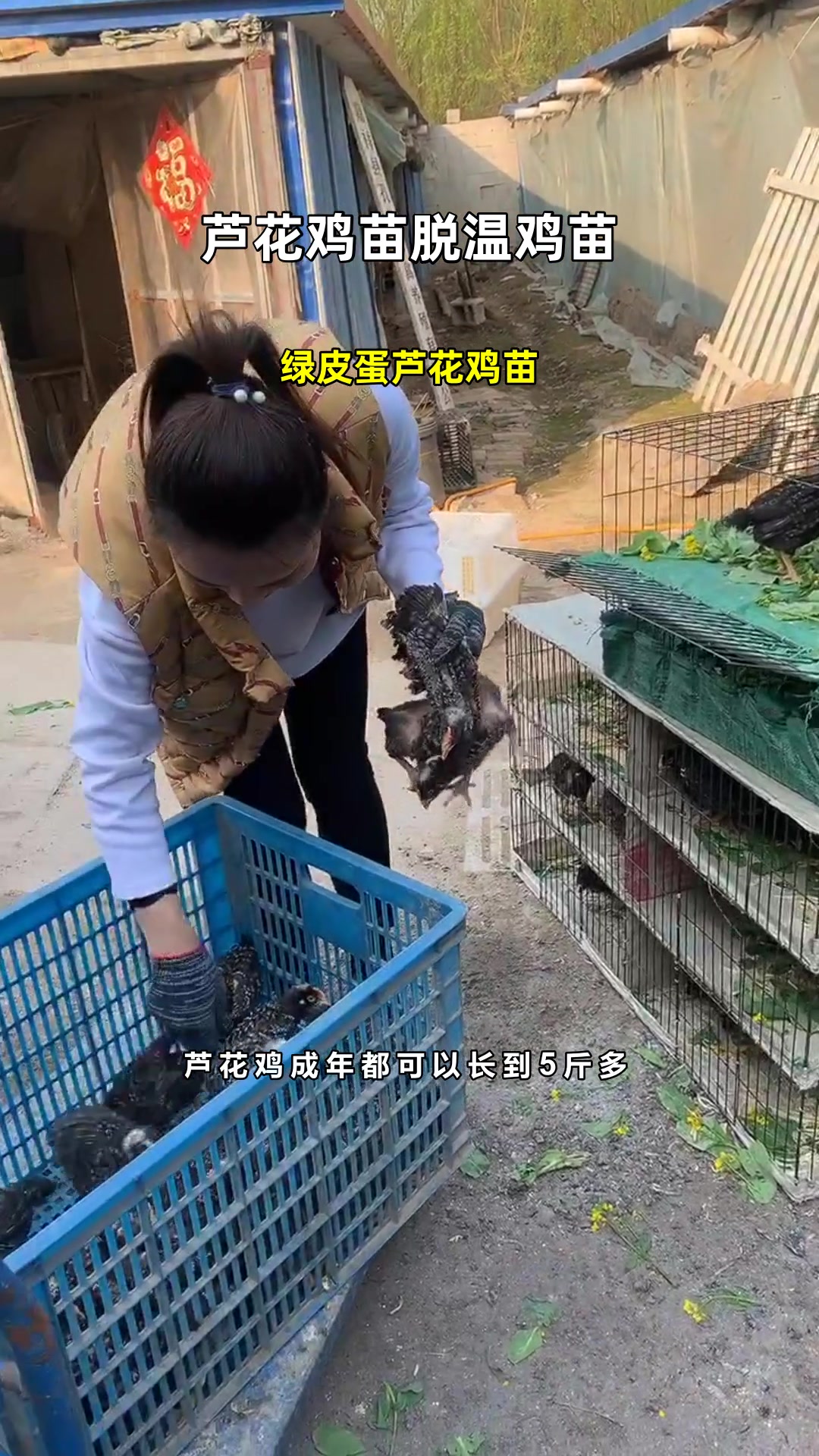 绿皮蛋芦花鸡苗