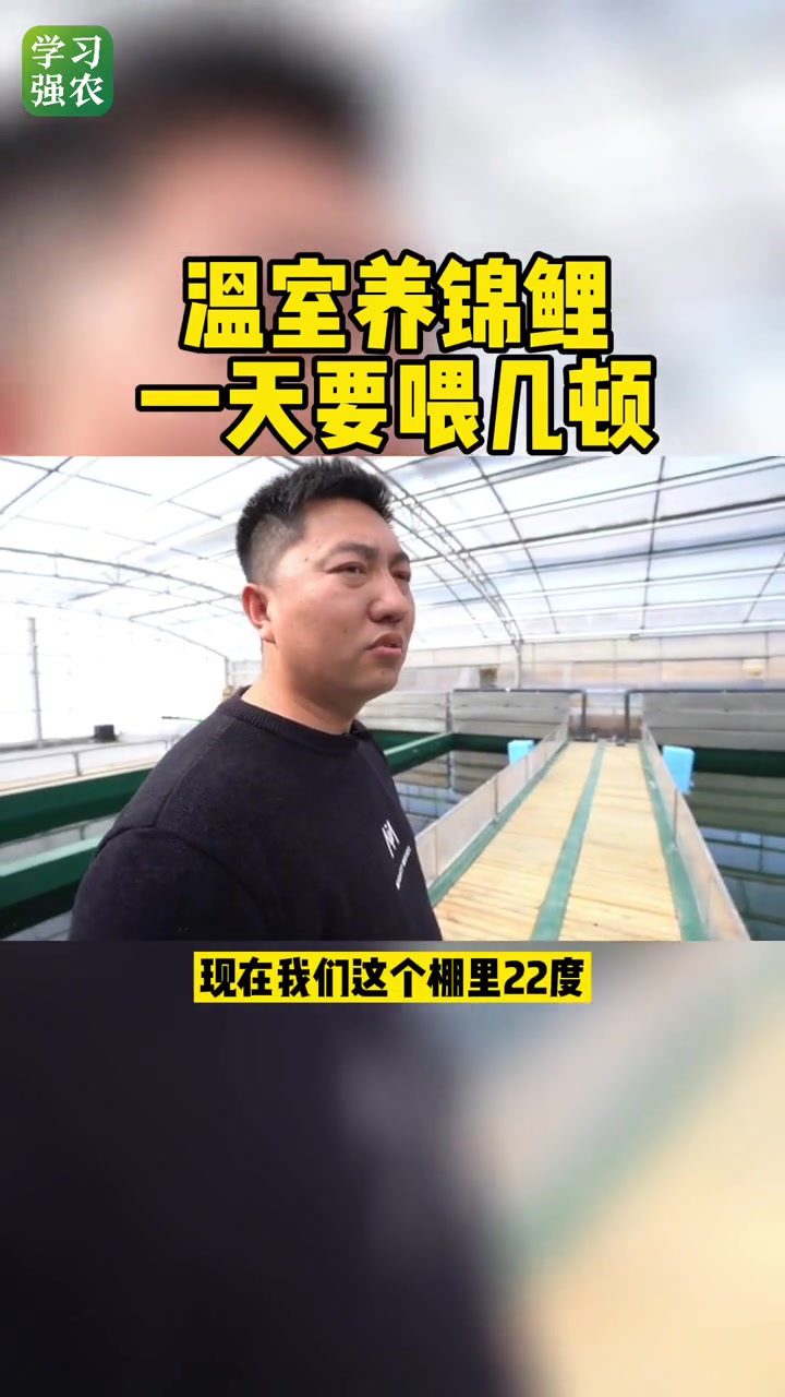 温室养锦鲤 一天要喂几顿 观赏鱼 养殖
