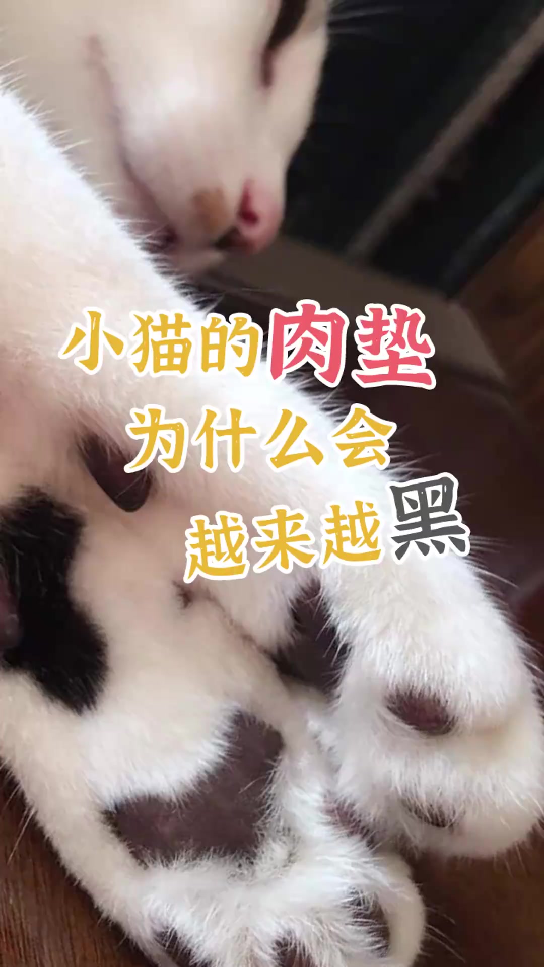 小猫的肉垫为什么会越来越黑?