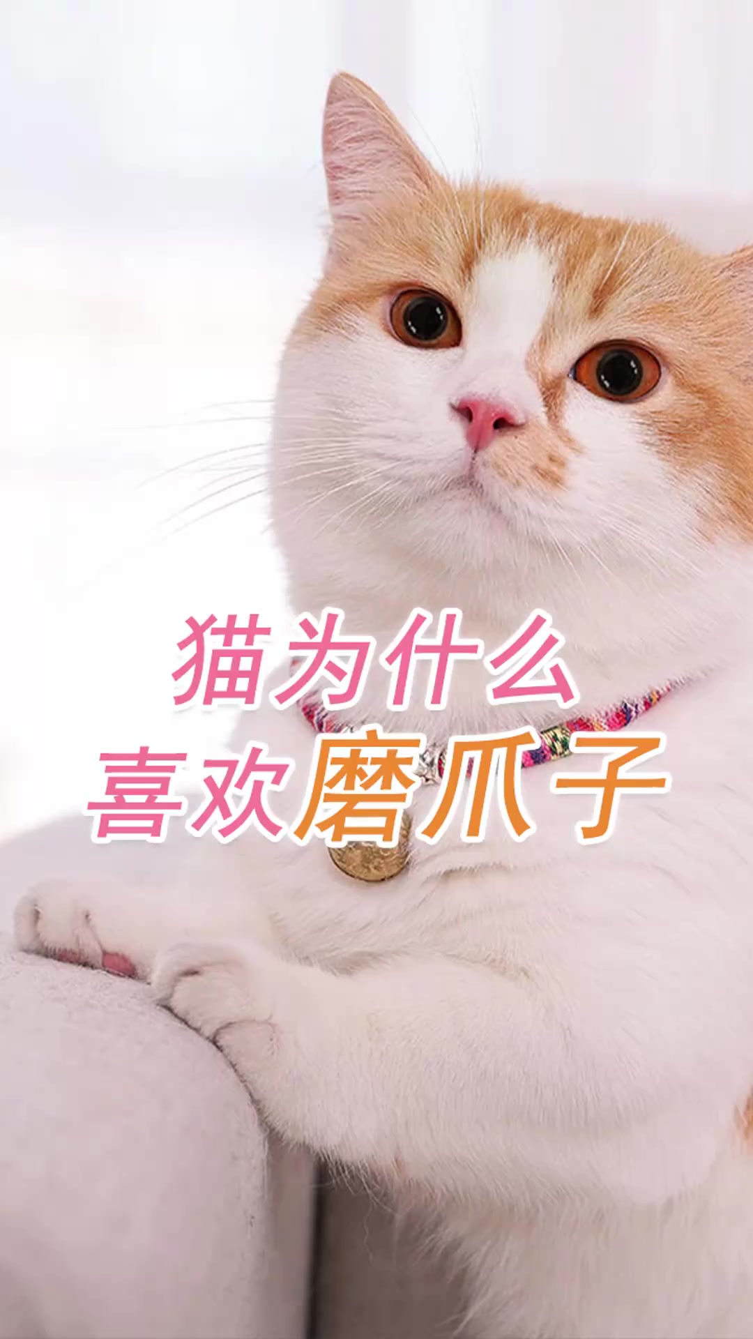 猫为什么喜欢磨爪子?