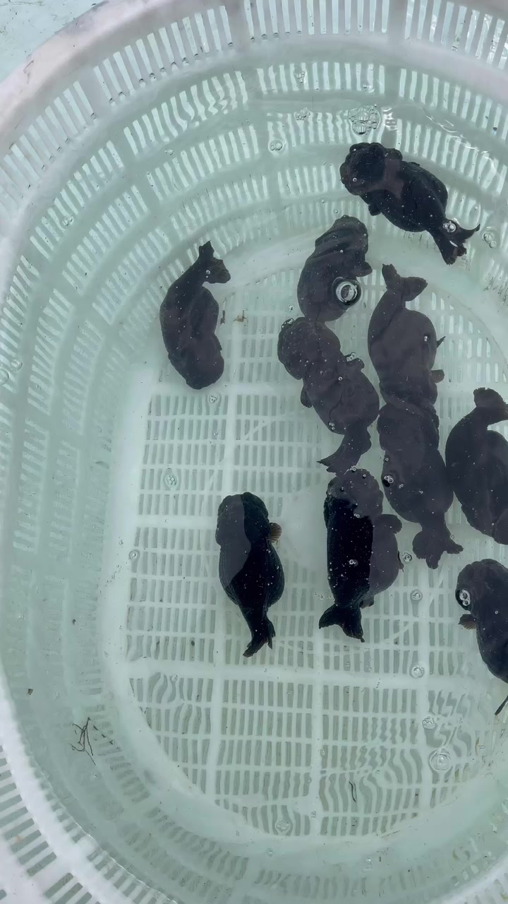 金鱼中的王者黑寿