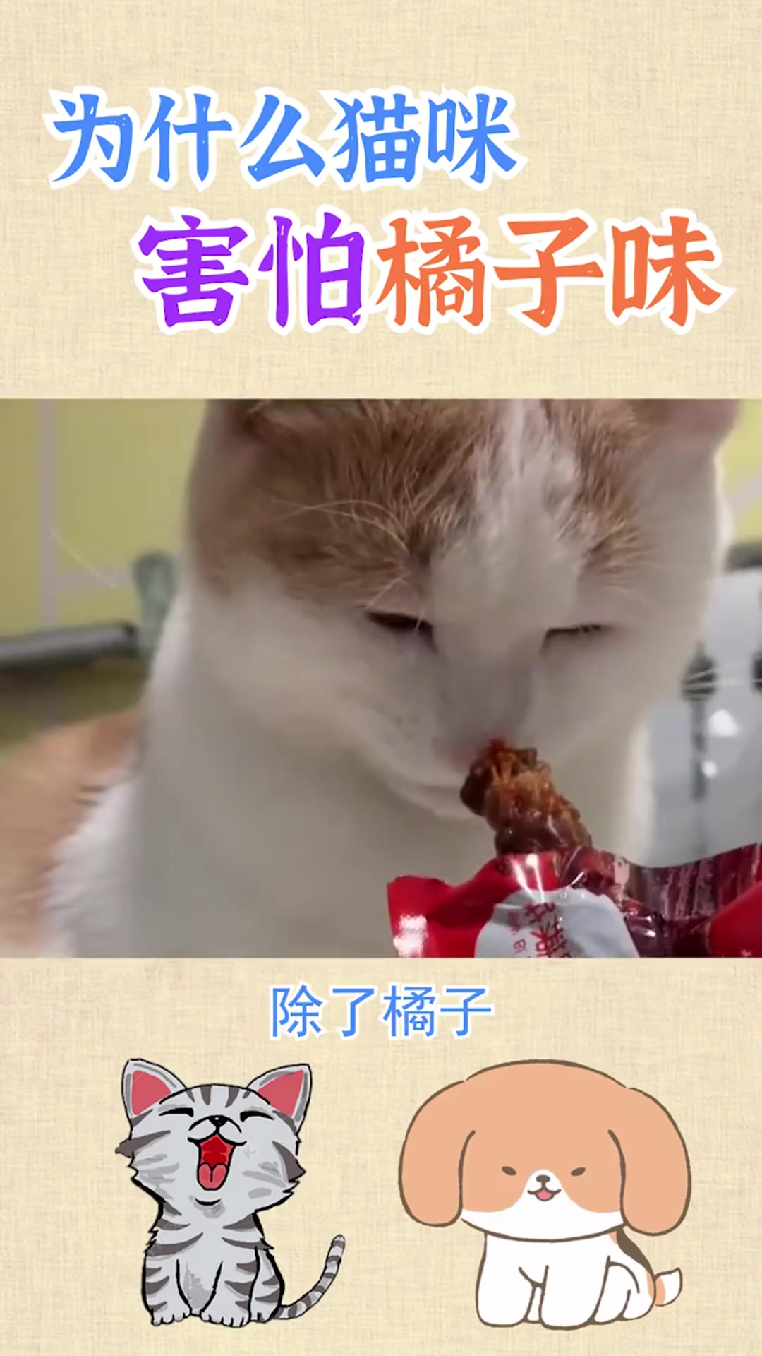 为什么猫咪害怕橘子味