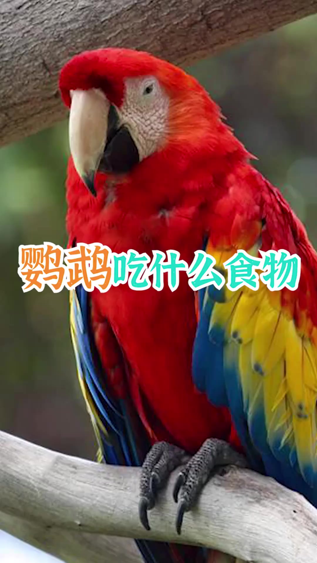 鹦鹉吃什么食物
