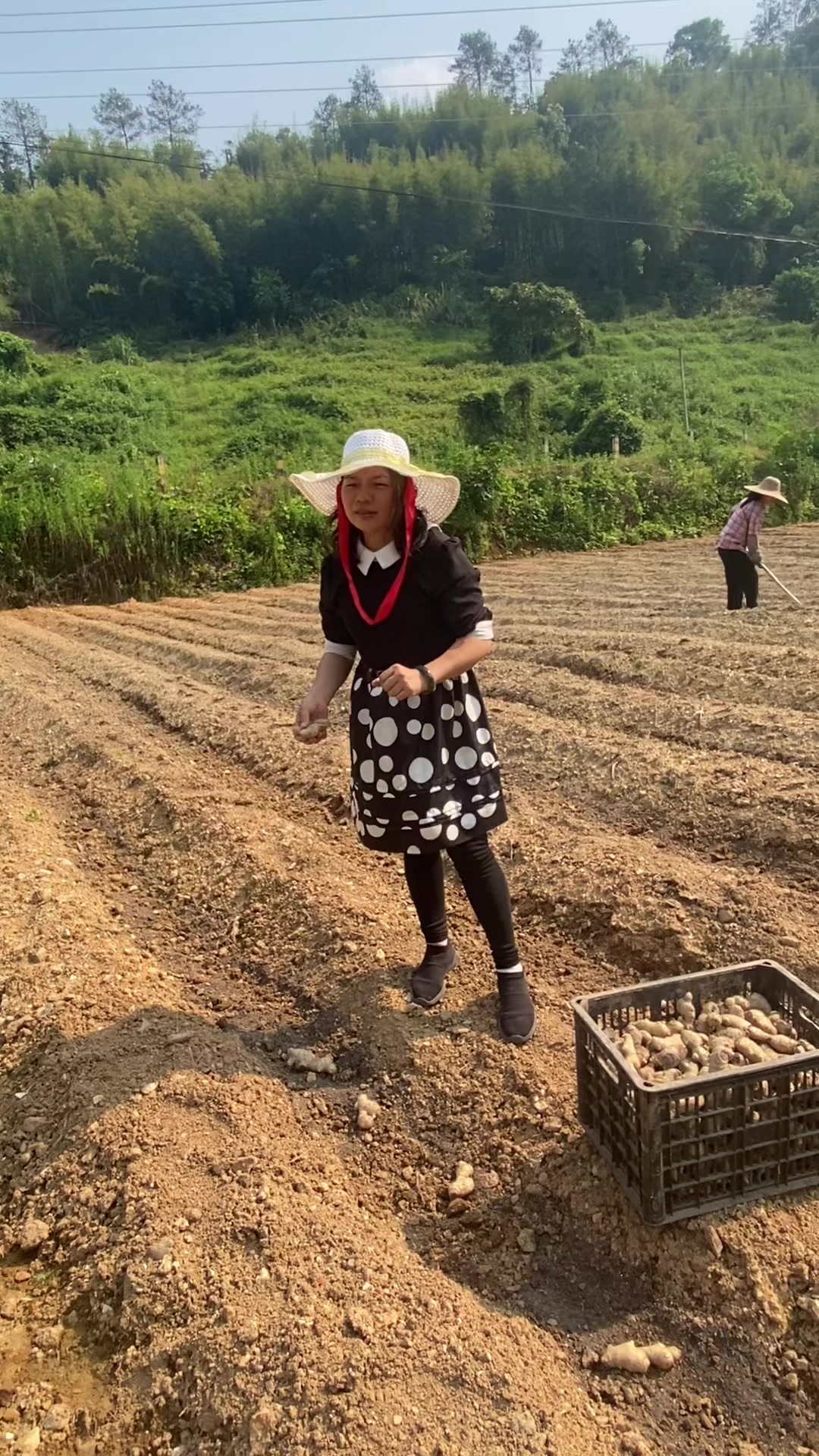肇庆市广宁县赤坑汶水大肉生姜