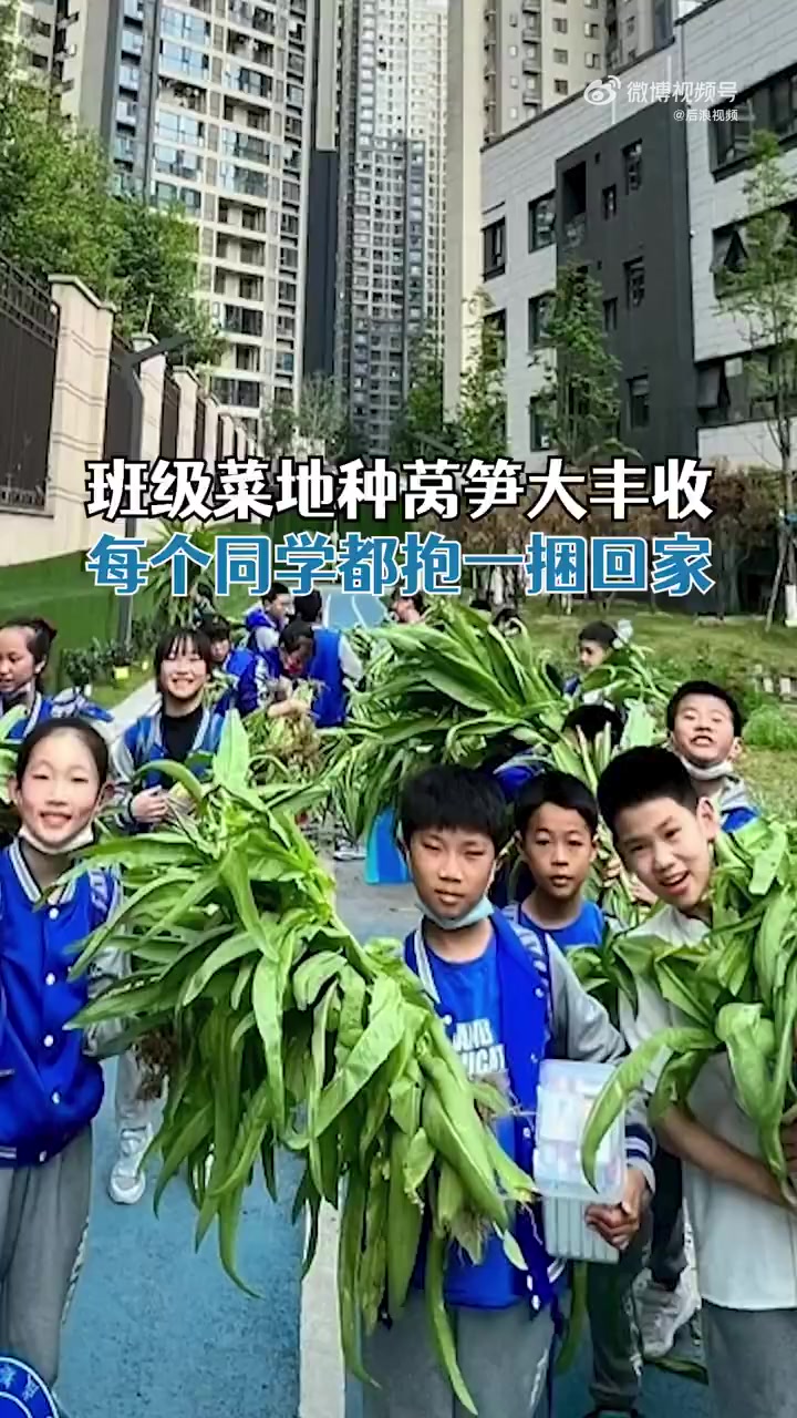 【#学生校园种莴笋大丰收带回家做菜# ,家长点赞称是全四川最绿色的蔬菜】4月8日,四川成都