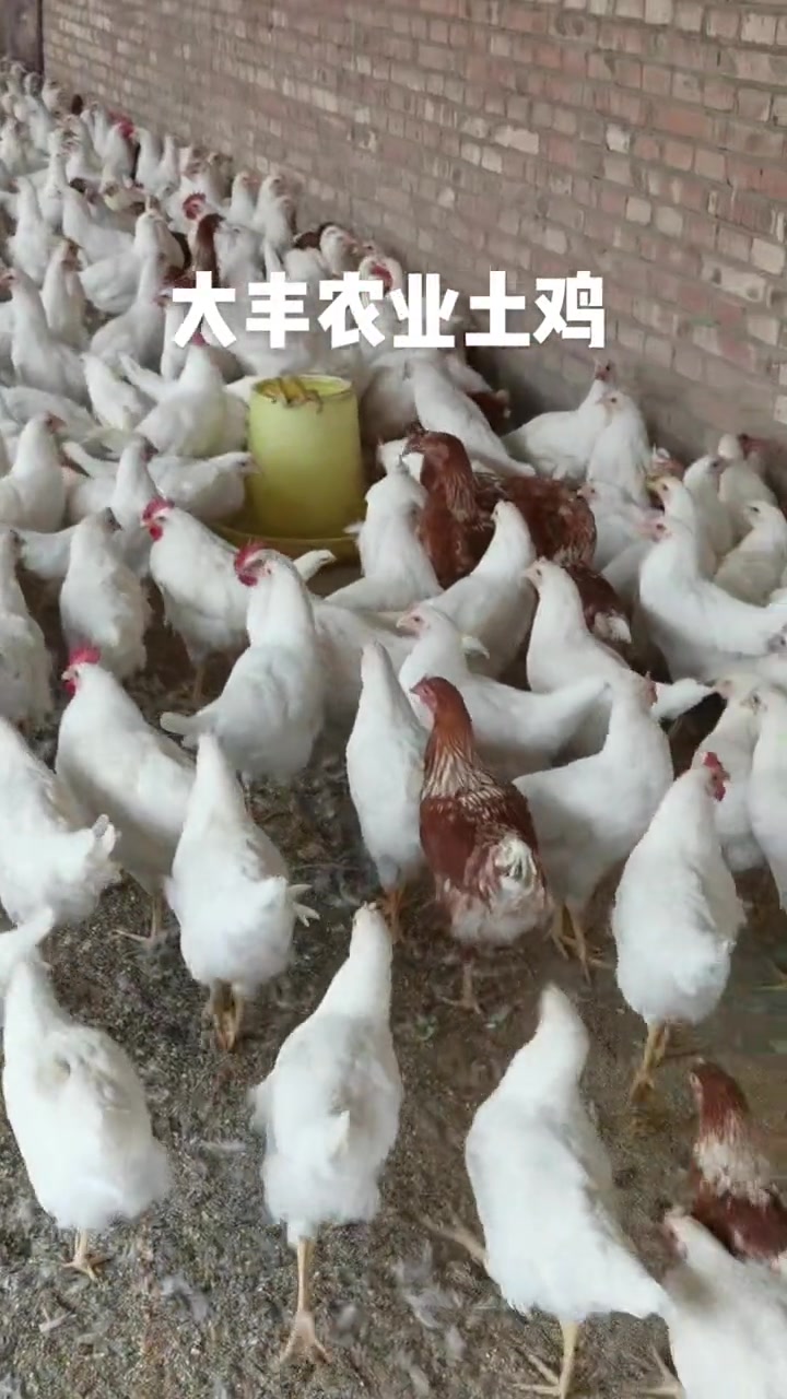 生态散养土鸡