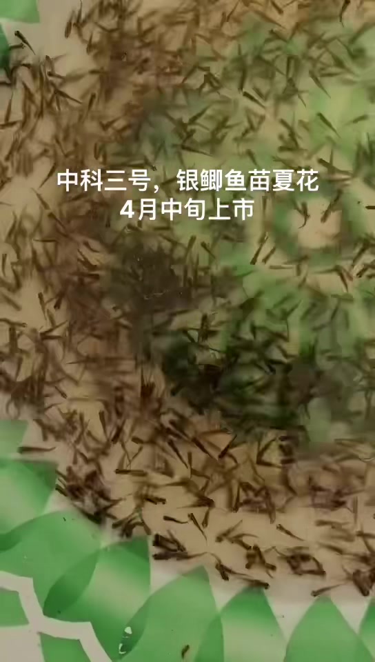中科三号,银鲫鱼苗夏花上市