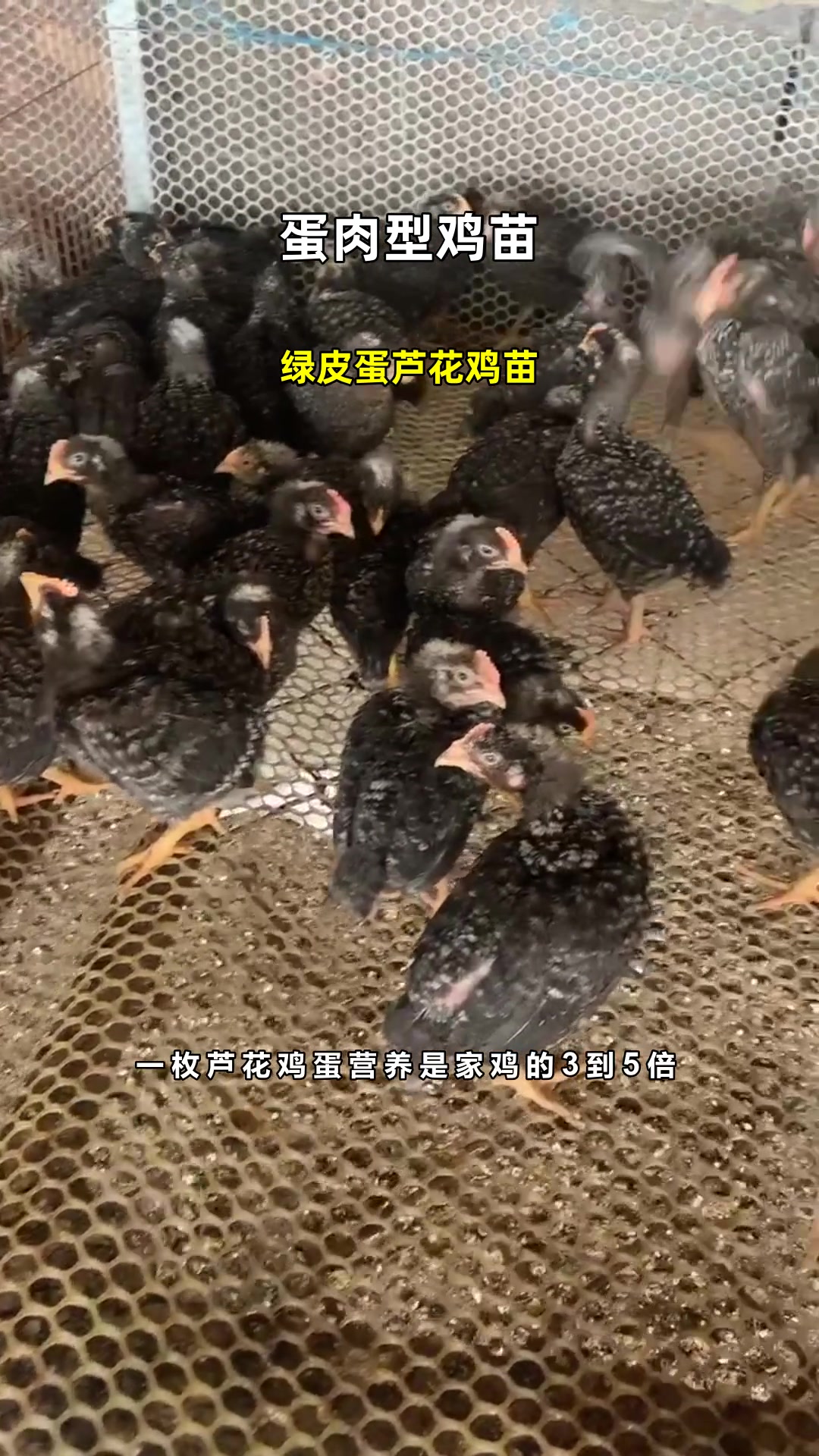 绿皮蛋芦花鸡苗
