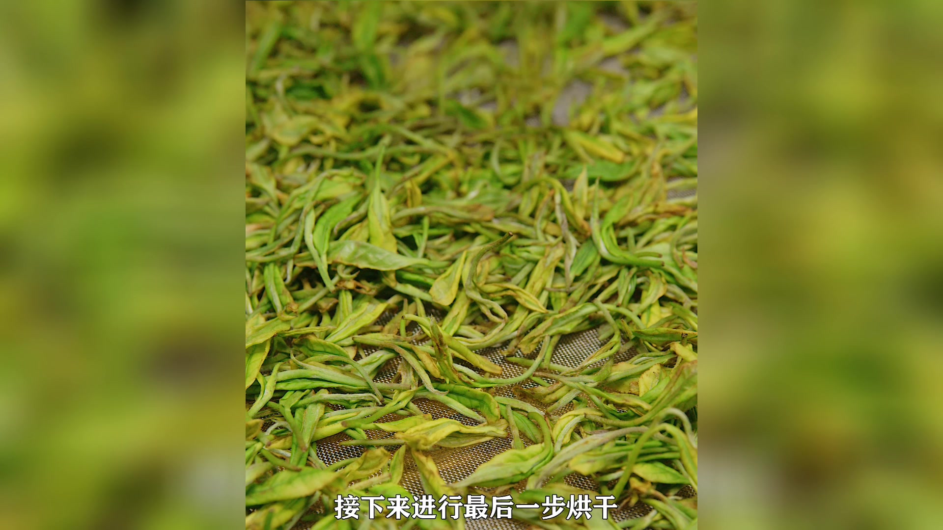 湖南特色白茶喝过吗?湖南女人把它当宝贝,喝了轻身又养颜!