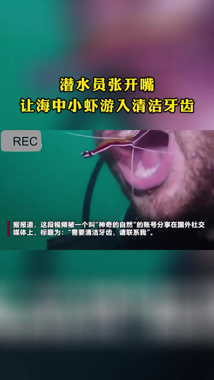 潜水员张开嘴 让海中小虾游入清洁牙齿 潜水员 小虾 潜水 有趣