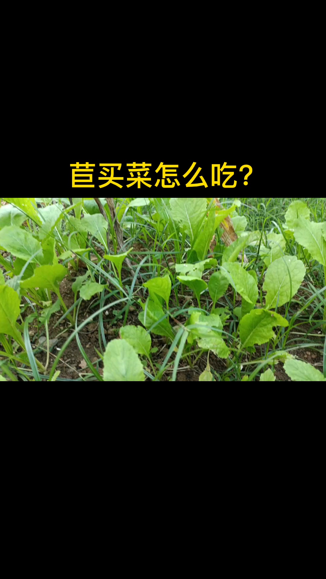 苣买菜怎么吃? 